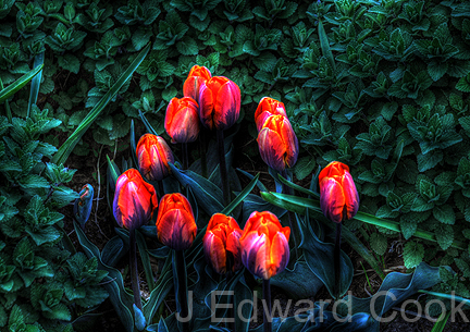 LE - EdTulips